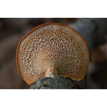mushroom (25)-6135745-79831.webp